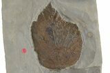 Three Fossil Leaves (Davidia & Zizyphus) - Montana #212426-2